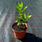Vavrín pravý - Laurus nobilis (bobkový list) - výška 15-25 cm, kont. C2L